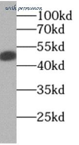 MyBioSource MBS767580 image 3