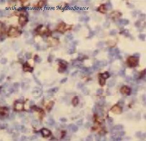 MyBioSource MBS767657 image 1
