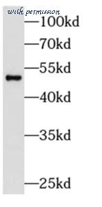 MyBioSource MBS767685 image 2