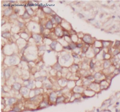 MyBioSource MBS767714 image 1