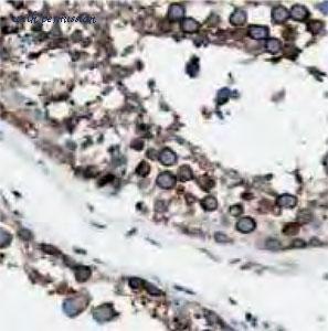 MyBioSource MBS767835 image 1