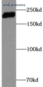 MyBioSource MBS767835 image 2