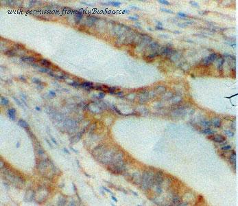 MyBioSource MBS767849 image 1