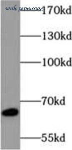 MyBioSource MBS767849 image 2