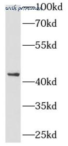 MyBioSource MBS767852 image 2