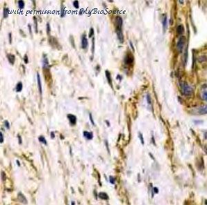 MyBioSource MBS768013 image 1