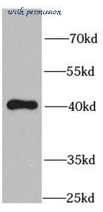 MyBioSource MBS768013 image 2
