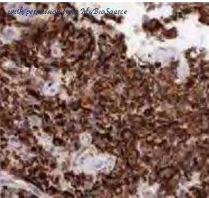 MyBioSource MBS768139 image 1
