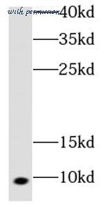 MyBioSource MBS768139 image 2