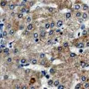 MyBioSource MBS768421 image 1