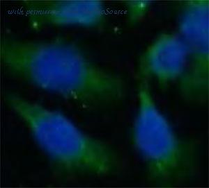 MyBioSource MBS768421 image 2