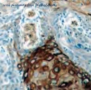 MyBioSource MBS768430 image 1