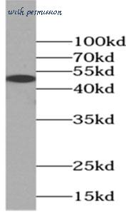 MyBioSource MBS768430 image 2
