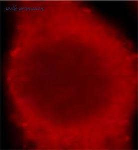 MyBioSource MBS768460 image 1