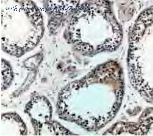 MyBioSource MBS768591 image 1