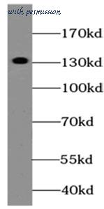 MyBioSource MBS768591 image 3