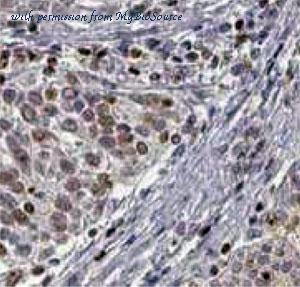 MyBioSource MBS768779 image 1