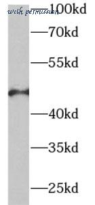 MyBioSource MBS768949 image 2