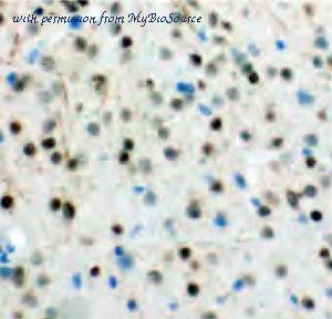 MyBioSource MBS768965 image 1