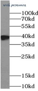 MyBioSource MBS768965 image 2