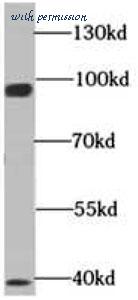 MyBioSource MBS768988 image 2