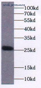 MyBioSource MBS769117 image 1