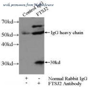MyBioSource MBS769466 image 1