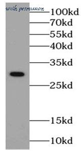 MyBioSource MBS769466 image 2