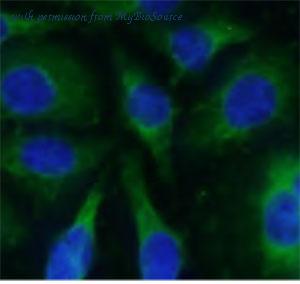 MyBioSource MBS769525 image 2