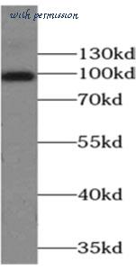 MyBioSource MBS769525 image 3