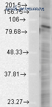 MyBioSource MBS800144 image 1