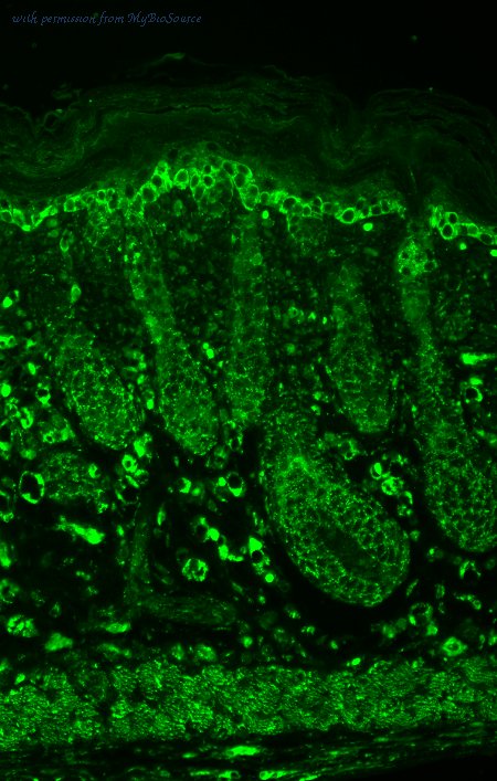 MyBioSource MBS800144 image 2