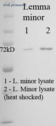 MyBioSource MBS800379 image 1