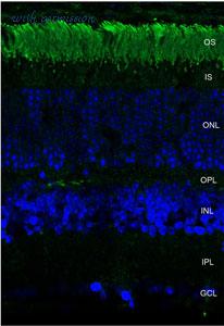 MyBioSource MBS800834 image 1