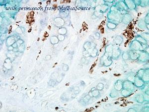 MyBioSource MBS802475 image 2