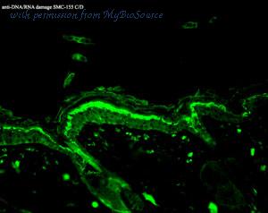MyBioSource MBS802475 image 3