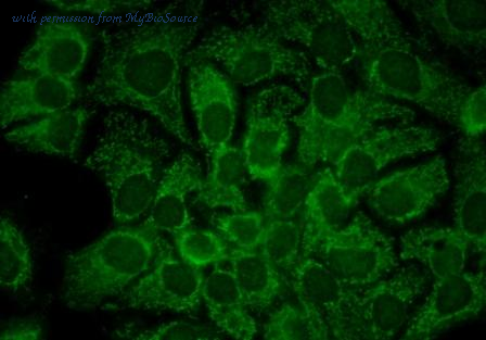MyBioSource MBS802750 image 1