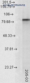 MyBioSource MBS802750 image 2