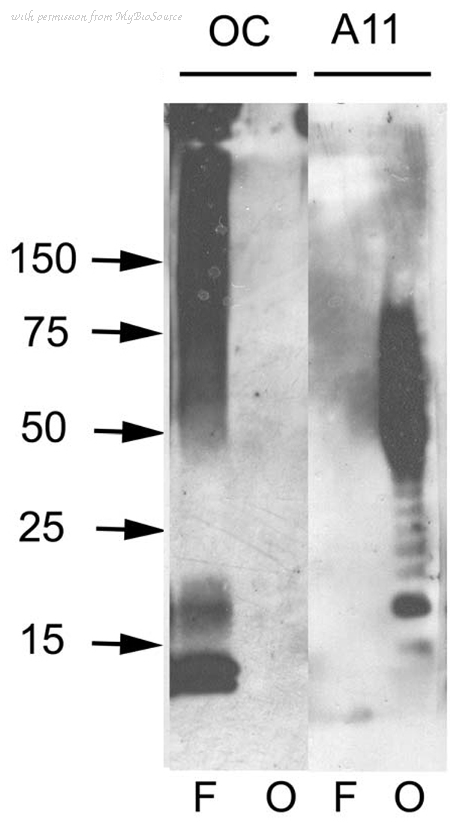 MyBioSource MBS805797 image 1