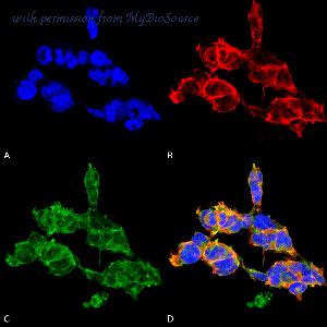MyBioSource MBS808565 image 1