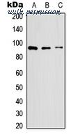 MyBioSource MBS8200361 image 1