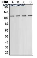 MyBioSource MBS820275 image 1
