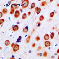 MyBioSource MBS820275 image 2