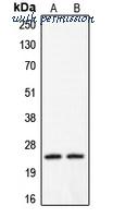 MyBioSource MBS820337 image 1