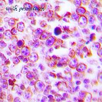 MyBioSource MBS820337 image 2