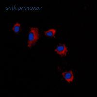 MyBioSource MBS820337 image 3