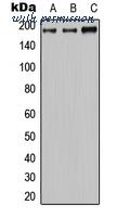 MyBioSource MBS820348 image 1
