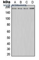 MyBioSource MBS820356 image 1