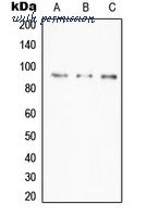 MyBioSource MBS820465 image 1