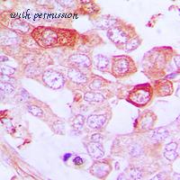 MyBioSource MBS820465 image 2